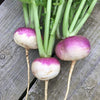 Turnip Purple Top Hybrid | Organic Seeds | Home Garden seeds + Organic Manure + Pot Irrigation Drip system