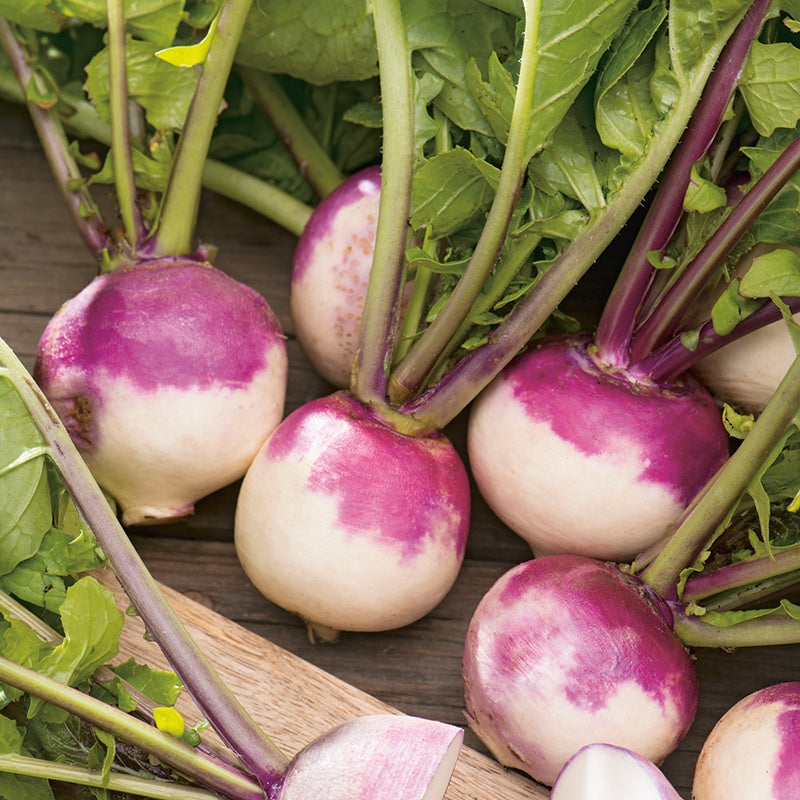 Turnip Purple Top Hybrid | Organic Seeds | Home Garden seeds + Organic Manure + Pot Irrigation Drip system