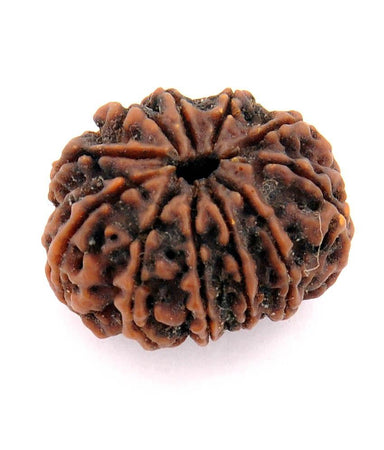 Eleven Faced 11 face (Gyarha Mukhi) Natural Rudraksha Bead for Men and Women - halfrate.in