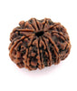 Eleven Faced 11 face (Gyarha Mukhi) Natural Rudraksha Bead for Men and Women - halfrate.in