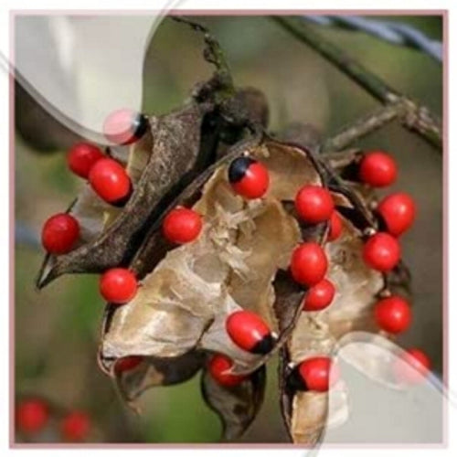 Natural 100% & Rare Mantra Siddha Pure and Original Rare Chirmi Seeds Combo :Red Gunja Black Chirmi White Gurinvida Beads Ratti Gumchi Madhuyastika - 11 each