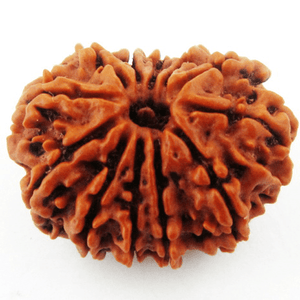 Twelve Faced 12 face (Baarha Mukhi) Natural Rudraksha Bead for Men and Women - halfrate.in