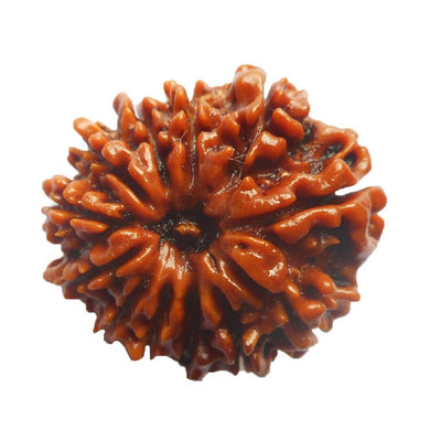 Twelve Faced 12 face (Baarha Mukhi) Natural Rudraksha Bead for Men and Women - halfrate.in