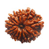 Twelve Faced 12 face (Baarha Mukhi) Natural Rudraksha Bead for Men and Women - halfrate.in