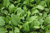 Palak Spinach Harit - 45 Hybrid | Organic Seeds | Home Garden seeds + Organic Manure + Pot Irrigation Drip system