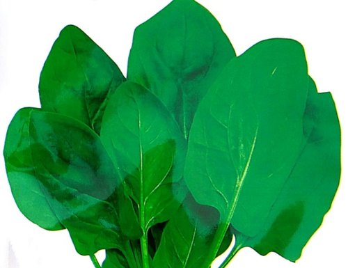 Palak Spinach Harit - 45 Hybrid | Organic Seeds | Home Garden seeds + Organic Manure + Pot Irrigation Drip system