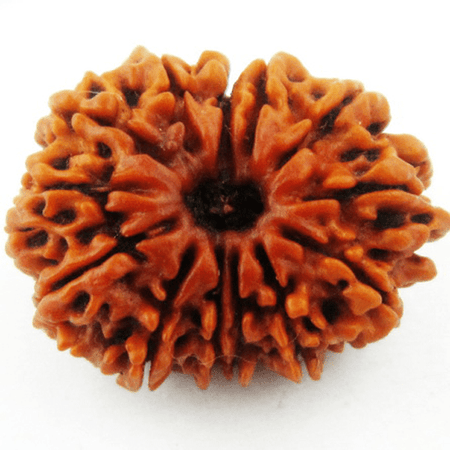 Original Terhaa Mukhi 13 face (Thirteen Faced) Natural Rudraksha Bead from Nepal for Men and Women - halfrate.in