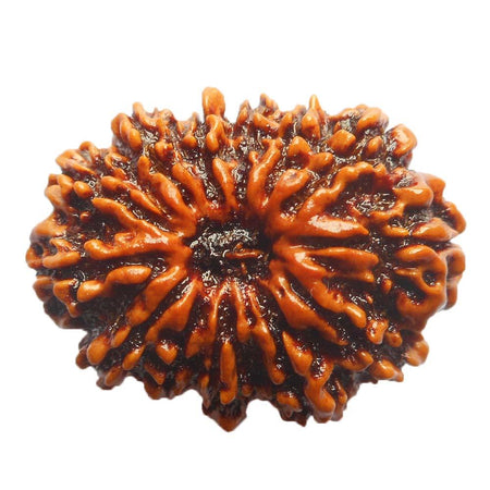 Original Terhaa Mukhi 13 face (Thirteen Faced) Natural Rudraksha Bead from Nepal for Men and Women - halfrate.in