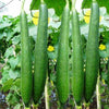 Sponge Gourd Tori Hybrid F1 | Organic Seeds | Home Garden seeds + Organic Manure + Pot Irrigation Drip system