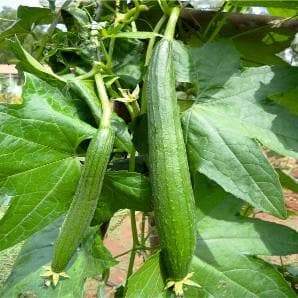 Sponge Gourd Chikni Tori Hybrid | Organic Seeds | Home Garden seeds + Organic Manure + Pot Irrigation Drip system