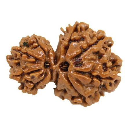 Original Garbh Gauri Rudraksha