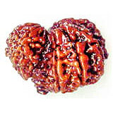 Original Garbh Gauri Rudraksha