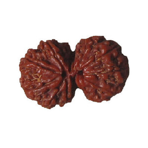 Original Gauri Shanker Rudraksha for Devine Bonding