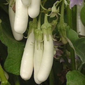 White Long Brinjal Baigan Hybrid | Organic Seeds | Home Garden seeds + Organic Manure + Pot Irrigation Drip system