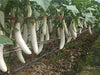 White Long Brinjal Baigan Hybrid | Organic Seeds | Home Garden seeds + Organic Manure + Pot Irrigation Drip system