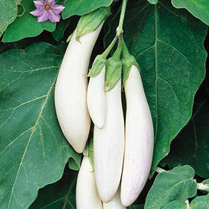 White Long Brinjal Baigan Hybrid | Organic Seeds | Home Garden seeds + Organic Manure + Pot Irrigation Drip system