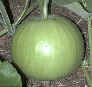 Round Bottle Gourd / Lauki Ghiya Gol Hybrid | Organic Seeds | Home Garden seeds + Organic Manure + Pot Irrigation Drip system