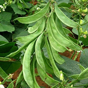 Sem Phali / Flat Lima Beans Hybrid | Organic Seeds | Home Garden seeds + Organic Manure + Pot Irrigation Drip system