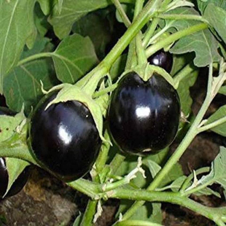 Black Round Brinjal King / Kala Gol Baigan Hybrid | Organic Seeds | Home Garden seeds + Organic Manure + Pot Irrigation Drip system