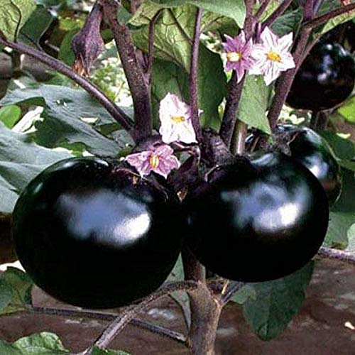 Black Round Brinjal King / Kala Gol Baigan Hybrid | Organic Seeds | Home Garden seeds + Organic Manure + Pot Irrigation Drip system