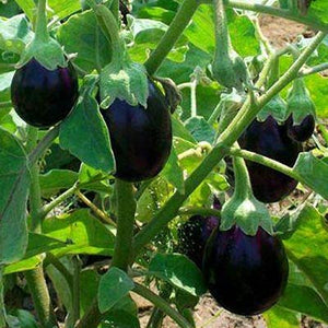 Black Round Brinjal King / Kala Gol Baigan Hybrid | Organic Seeds | Home Garden seeds + Organic Manure + Pot Irrigation Drip system