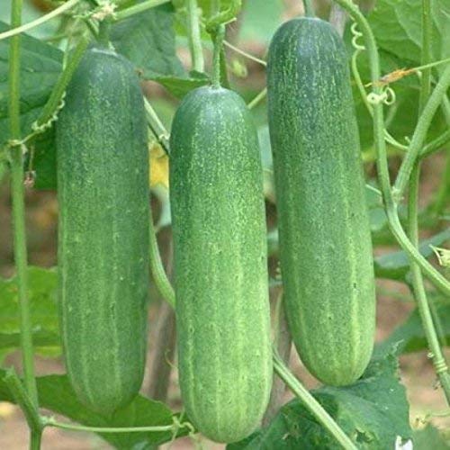 Cucumber Green / Kheera Hybrid | Organic Seeds | For Any Pot & Home Garden seeds + Organic Manure + Pot Irrigation Drip system