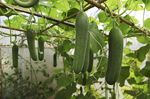 Cucumber Green / Kheera Hybrid | Organic Seeds | For Any Pot & Home Garden seeds + Organic Manure + Pot Irrigation Drip system