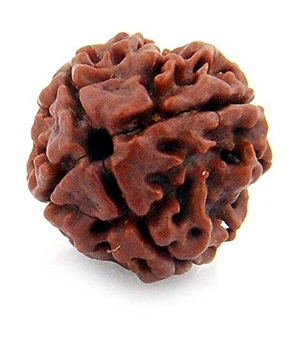 Original Four Faced (Char Mukhi) Natural Rudraksha Bead for Men and Women - halfrate.in