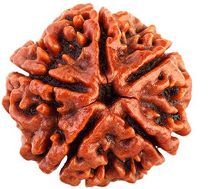 Five Faced 5 face (Panch Mukhi) Natural Rudraksha Bead for Men and Women - halfrate.in